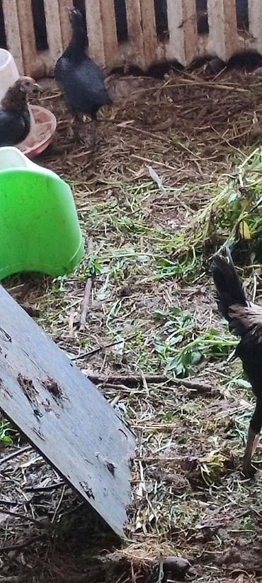 карликовые утки: Продаю | Петух | Для разведения — 3