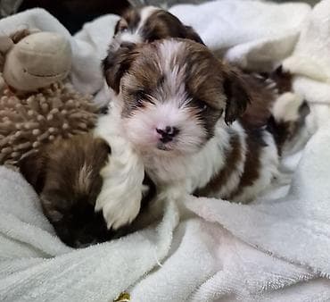 стоимость чихуахуа: ГОТОВЫ к РЕЗЕРВУ ЩЕНКИ ШИ-ТЦУ!!! 3 мальчика и 2 — 6