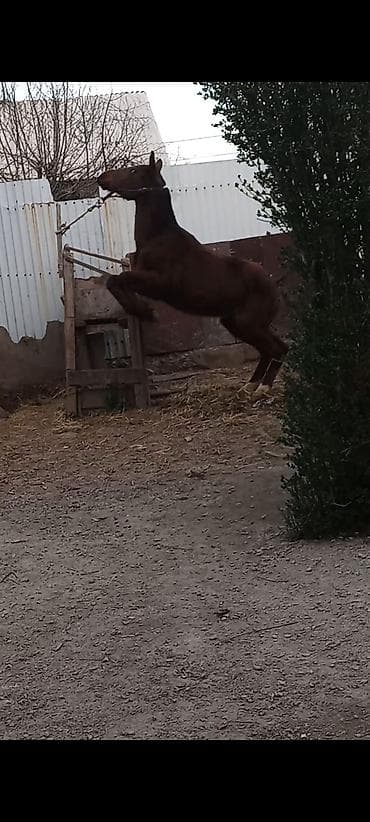 лошади в канте: Продаю | Жеребенок | Полукровка | Конный спорт | Племенные — 4