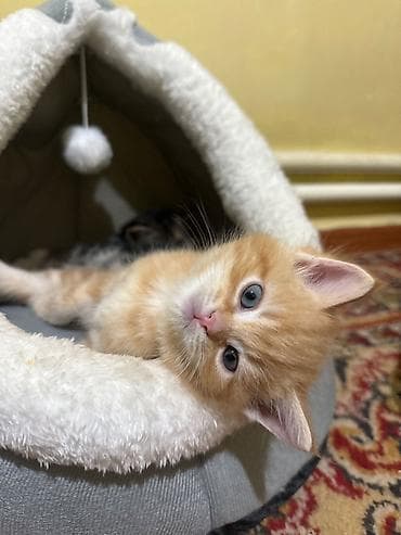 манчкин коты: Кошка даром: Беспородная, 2 месяца, Мальчик, Приучена к лотку — 7