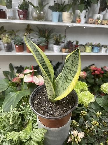 Сансевиерия (Sansevieria, «щучий хвост») в горшке. - Компактный at lalafo.kg Сансевиерия (Sansevieria, «щучий хвост») в горшке. - Компактный