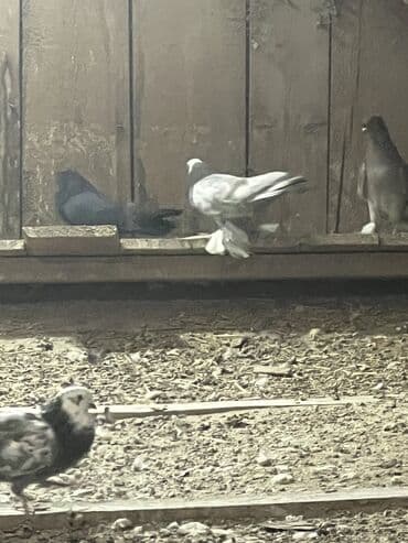 теплый пол электрический цена за м2 бишкек: Продаю всю голубятню 
За 5000 тыс — 2