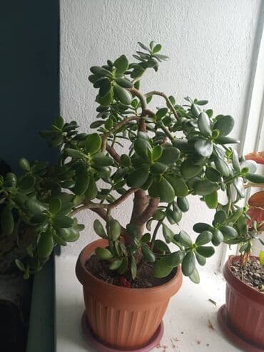 парта школьная для дома бишкек: Горшки для растений — 2