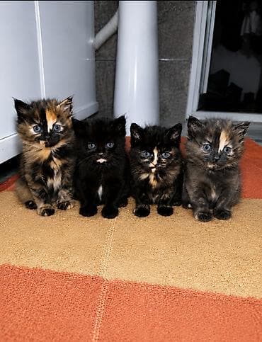 Мышыктар сатылат: В добрые и ответственные руки!! Котята трёхцветных и дымчатых окрасов — 1