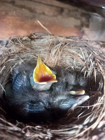 сколько стоит перепелиное яйцо: Птенцы в гнезде (дикие садовые певчие птицы) - На фото — выводок — 2