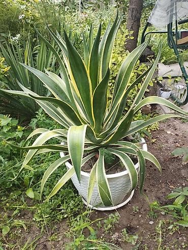 фикус керли: Агава полосатая (вероятно Agave americana ‘Variegata’) в крупном — 1
