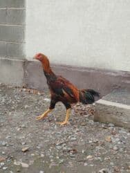 продажа щенков русского спаниеля: Продаю | Куры — 2