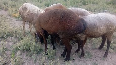 ласка животные: Продаю | Овца (самка) | Для разведения | Ярка — 4