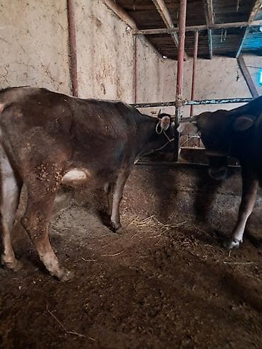 каровы бычки: Продаю | Бык (самец) | На откорм | Привязанные — 7