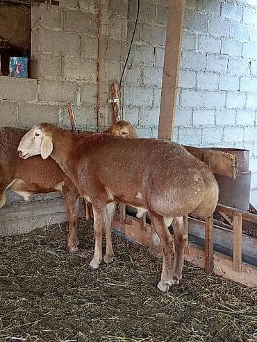 кошки манчкины: Продаю | Баран (самец) | Арашан | Для разведения — 6