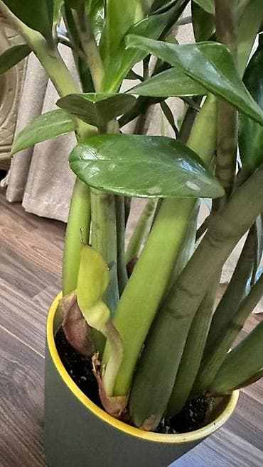 Бөлмө өсүмдүктөрү: Продаётся 2 замиокулькаса (долларовое дерево) 🌿 Редкий сорт - — 6