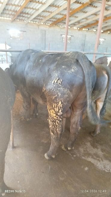 токмок лошади: Продаю | Бык (самец) | На откорм | Племенные — 1