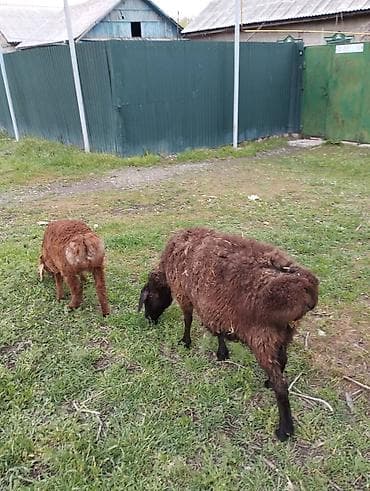 рыбы в кыргызстане: Продаю | Овца (самка) | Гиссарская | Для разведения | Матка — 10