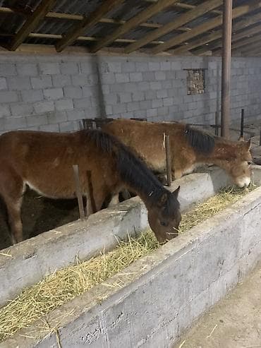 пододеяльник бишкек: Тайлар 55деп атам — 4