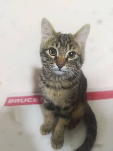 во сколько месяцев стерилизовать кошку: 4 месяца, Девочка, С прививками — 1