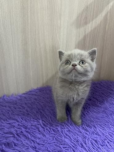 кошка крысолов: Британский короткошёрстный котёнок, окрас голубой девочка — 1