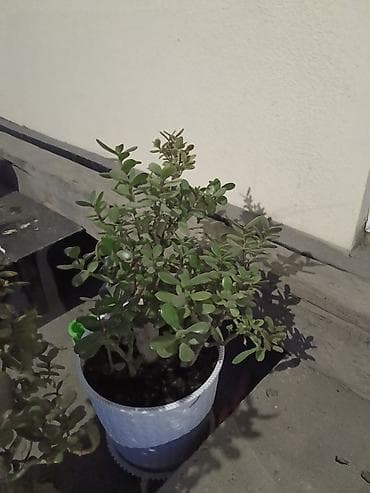 растение денежное дерево: Толстянка (Crassula ovata, денежное дерево) в декоративном кашпо. - — 2