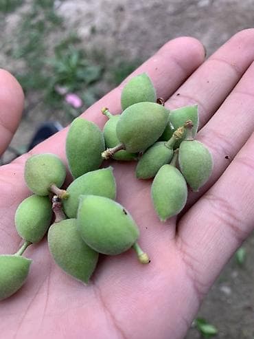 Абрикосы В розницу, Оптом