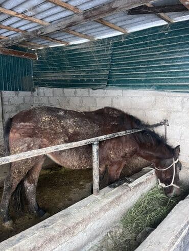 домик собаки: Продаю | Кобыла (самка) | На забой | Мерин — 2