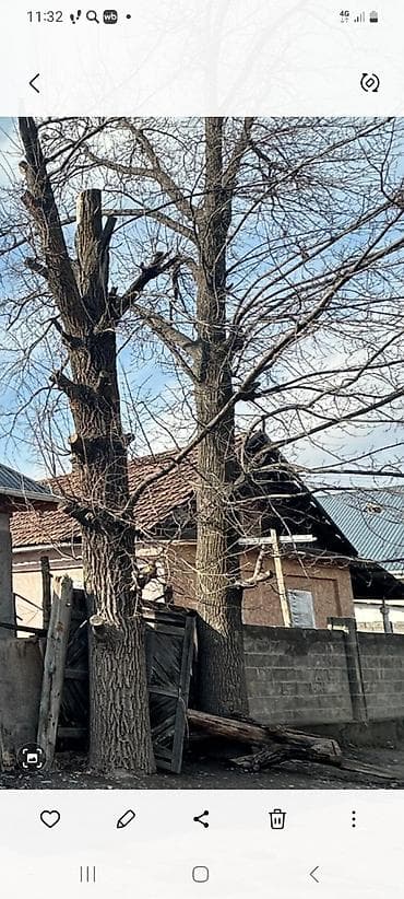 очок бу: Продаю дерево дуба, обхват первой 1,90 второй 1,65 — 1