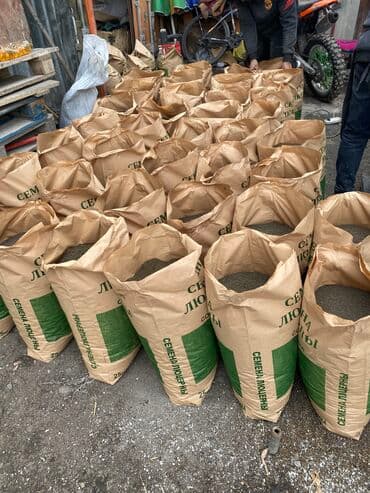 семена огурцов для теплицы в бишкеке: Беде урук оптом 7 Обласка салып жоробуз ишенимду таза кепилдик бар — 11