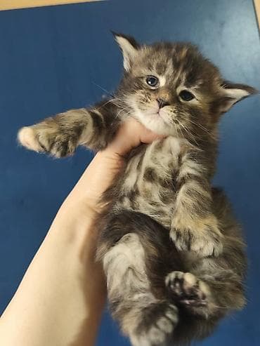 отдам даром котенка сфинкса: Мейн-кун — породистые котята от крупных родителей классического типа — 3