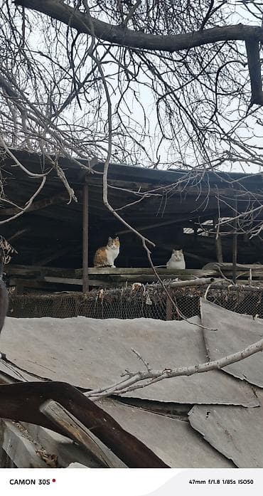 Үй жаныбарлары үчүн товарлар: Мышык бекер берилет: Породасыз, Ургаачы — 7