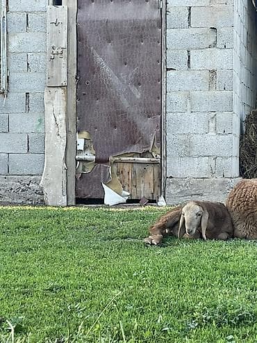 стелная карова: Продаю | Овца (самка) | Для разведения — 4