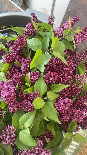 цветы опт: Куплю колерованный сирень оптом! Цена договорная — 2