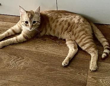 кошки в бишкеке: Кошка даром: Беспородная, 5 месяцев, Мальчик — 2