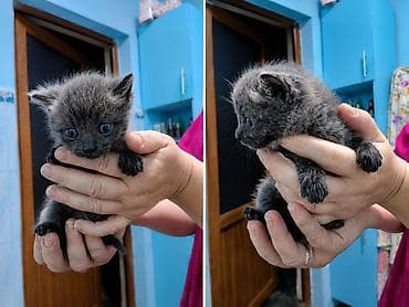 шотландский котята: 🐾 Продам котят шотландской/британской породы 🐾 Очаровательные котята — 4