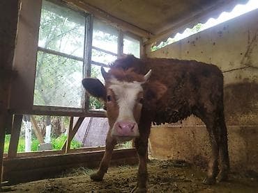 тай байтал: Продаю | Музоо, торпок | На откорм | Привязанные — 6