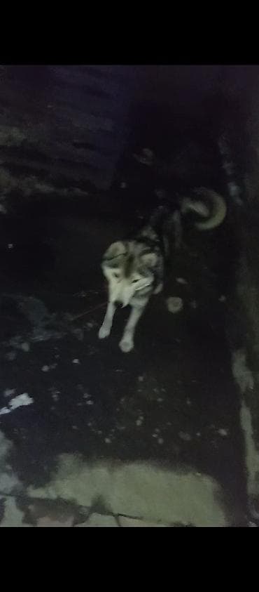 щенка хаски: Хаски, 1 год, Самка — 1