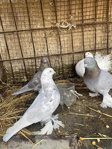 циплята брама: Домашние голуби декоративных пород. Особенности: - Пушистые оперённые — 10