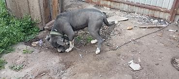 Собака даром: Питбуль, 2 года, Самка