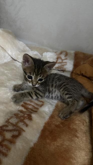 Продажа кошек: Домашние котята. Отец - бенгал. Мама - абессинка. - Возраст: 1,5 — 9