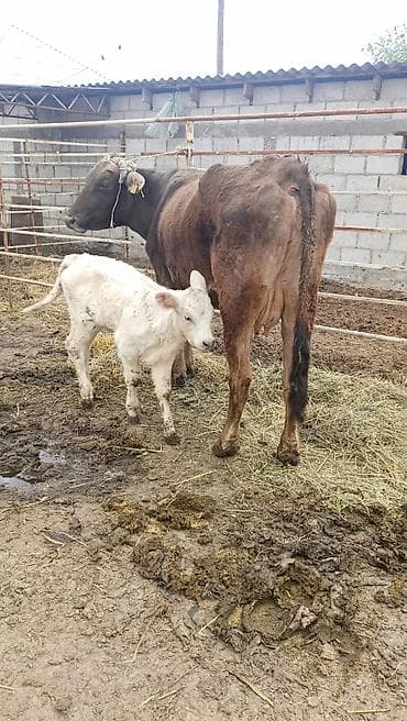 тук сокулук: Сатам | Уй (ургаачы) | Аргын | Көбөйтүү үчүн | Музоологондон кийин — 2