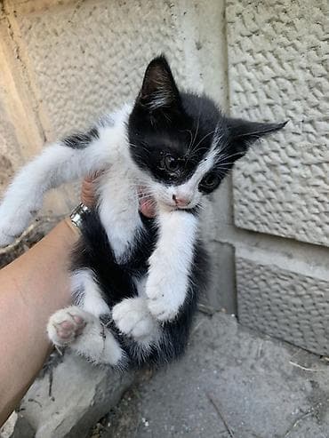 кошка белая: Котёнок, окрас черно-белый (текущие фото). Крупные ушки, белая — 4