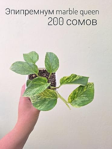 сколько стоит мандарин: 🌿 Комнатные растения/цветы (укоренённые черенки/молодые — 7