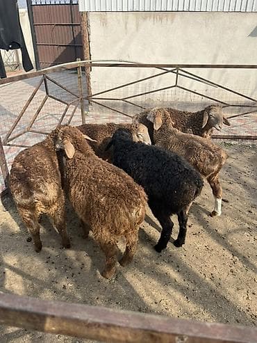 щенки шпица: Продаю | Ягненок | Для разведения — 6