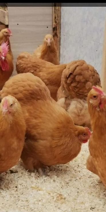 ВАЗ (ЛАДА): ВАЗ (ЛАДА) Granta: 2014 г., Хэтчбэк — 4