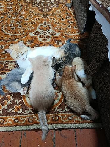 Животные: Отдам в добрые руки. котята добрые, ласковые, игривые. к лотку — 1