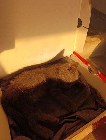 scottish fold: Кошка даром: Беспородная, 2 месяца, Мальчик, Приучена к лотку — 4