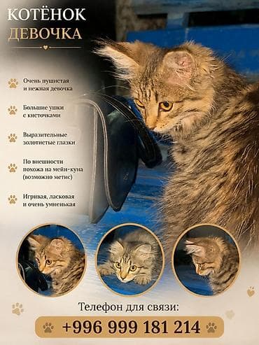 кошка рысь: Котёнок-девочка.КАРА БАЛТА Особенности: - Очень пушистая и нежная. - — 1