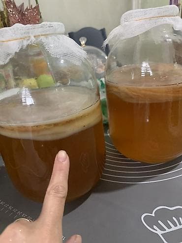 Домашний чайный гриб (SCOBY) с рабочей закваской для приготовления