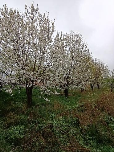 рассада овощи: Саженцы плодовых деревьев (садовые Черешня кокон гилас 5штук Абрикос — 8