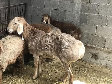 Продаю | Овца (самка) | Гиссарская, Арашан | Для разведения | Осеменитель, Ярка