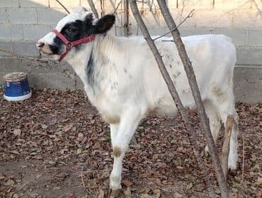 куплю французского бульдога: Продаю | Тёлка, Музоо, торпок | Бельгийская | Для разведения — 7