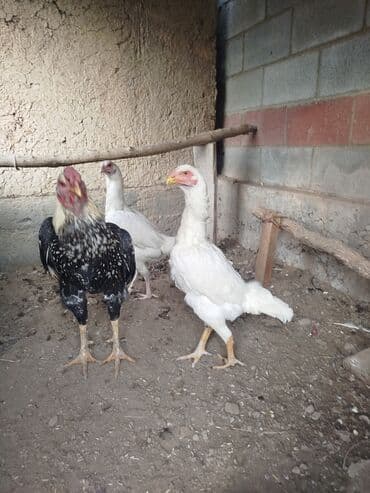 собаки для охраны: Дакан ак мекиштер сатылат алмашу жолдору бар адрес Заря Тынчтык конушу — 3