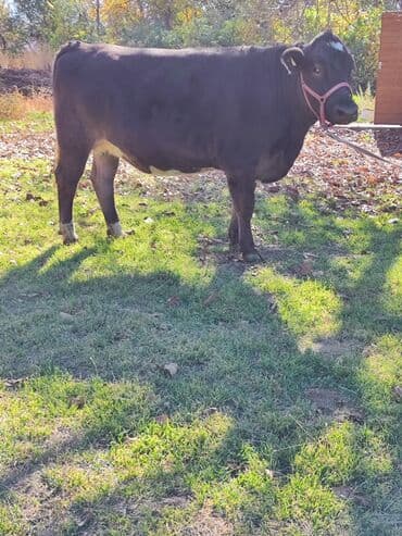 зоомагазин бишкек с животными: Продаю | Тёлка | Швицкая, Симментальская | Для молока | Стельные, Искусственник, Нетель — 6